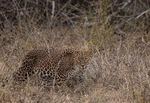 South India Wildlife & Nature